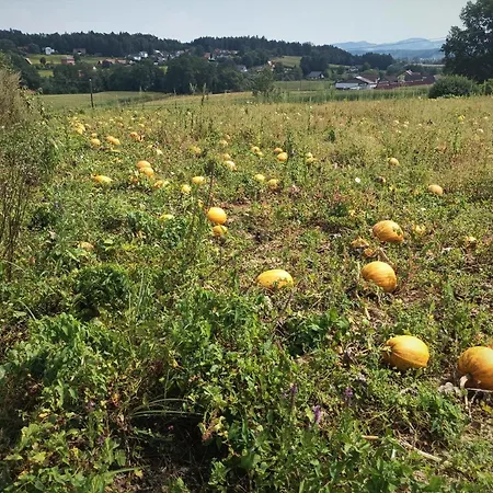 アパート Haus Sonberg Mit Garten, Pool, Fasssauna, Semi Detached House With Garden